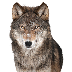 Wolf PNG-23216